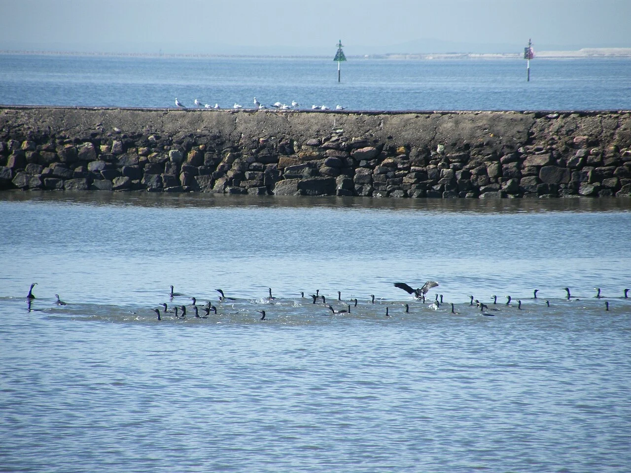 Gulls and cormorants on the water beside a stone breakwater